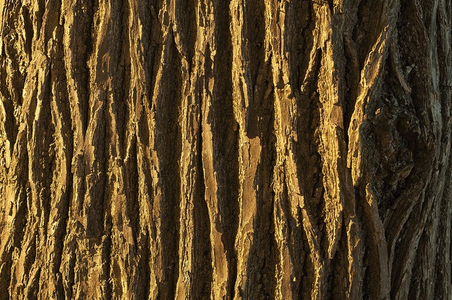 It's bark's worse than its- ah, sod it, do your own hover caption today tree-trunk-cc-licensed-by-daehyun-park-via-flickr