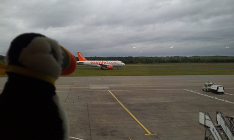 Mr Puffin considers flying under his own steam