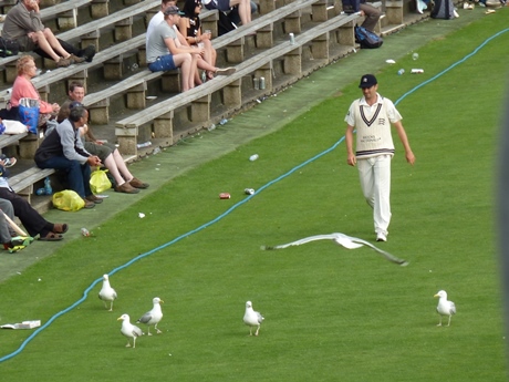 One of these white creatures is not a seagull