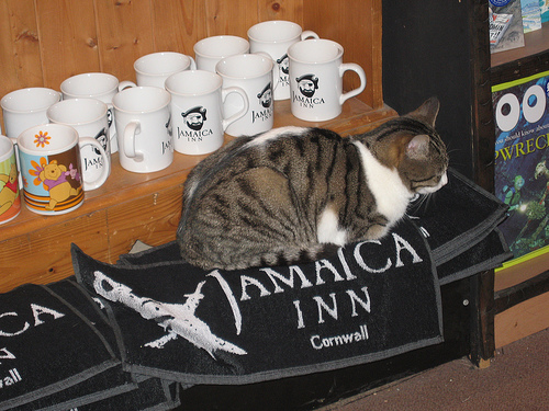 Unarguably a cat at Jamaica Inn