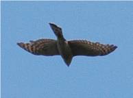 Sparrowhawk having seen off a conspicuously indifferent starling flock