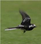 Daddy wagtail action shot